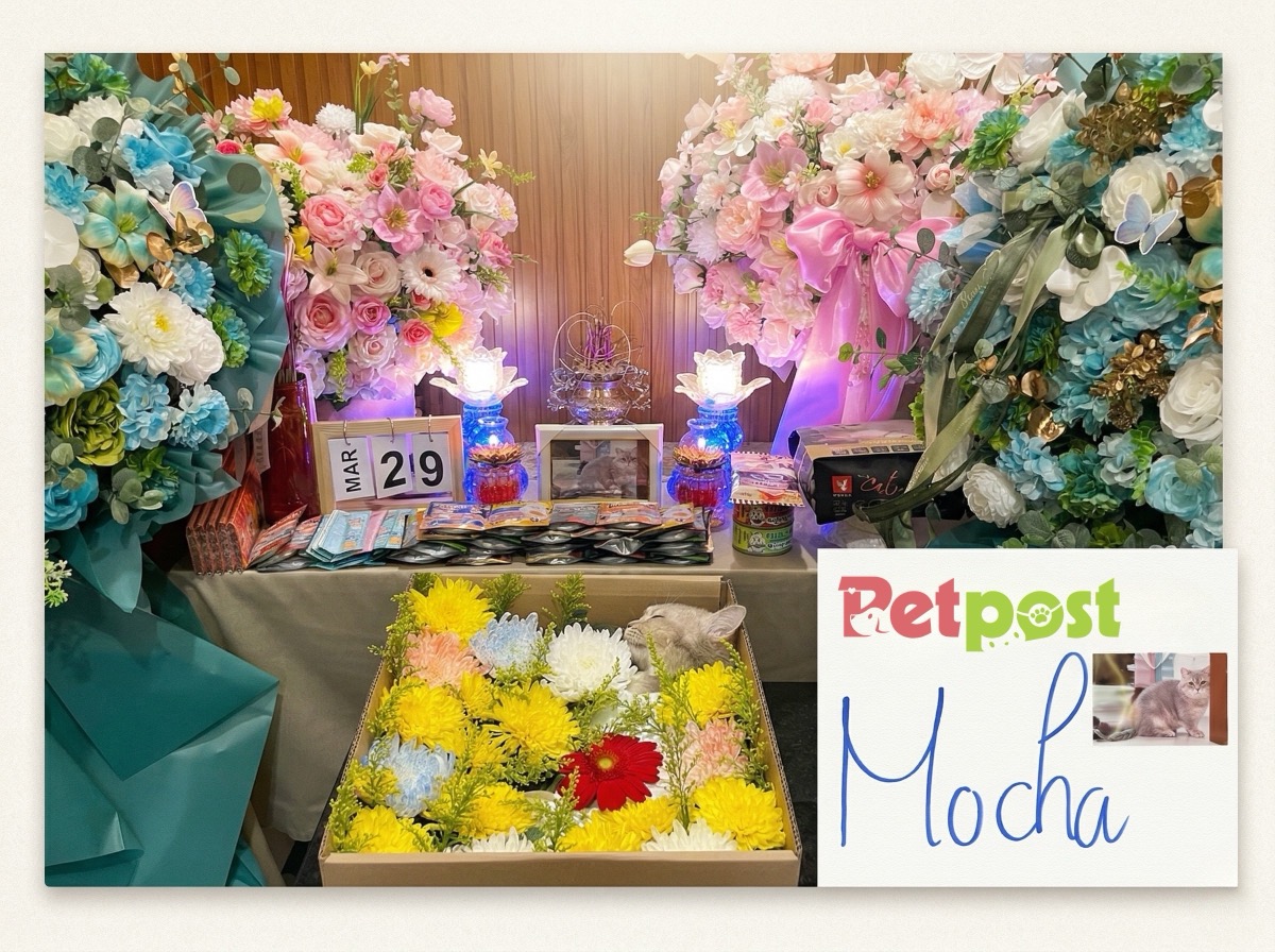 PETPOST - Tang lễ thú cưng