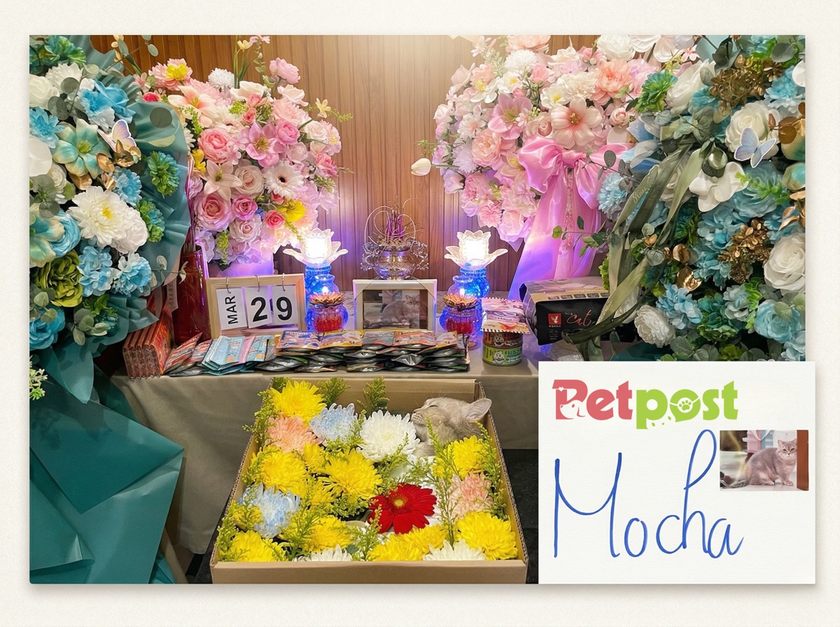 PETPOST - Đồng hành